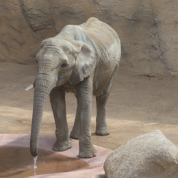 Opel-Zoo_20150726_039