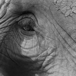 Opel-Zoo_20150726_019