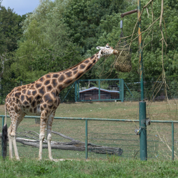 Opel-Zoo_20150726_037