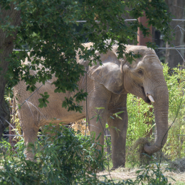 Opel-Zoo_20150726_028
