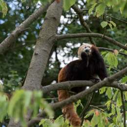 Opel-Zoo_20150726_032