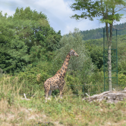 Opel-Zoo_20150726_007
