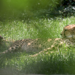 Opel-Zoo_20150726_036