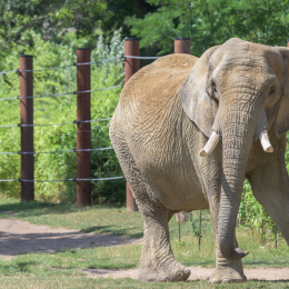 Opel-Zoo_20150726_023