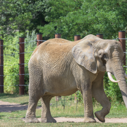 Opel-Zoo_20150726_022