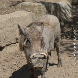 Opel-Zoo_20150726_018