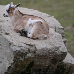 opel_zoo_koenigstein_2011-03-13_01