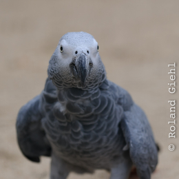opel_zoo_koenigstein_2011-03-13_07