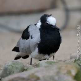 opel_zoo_koenigstein_2011-03-13_21