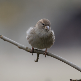opel_zoo_koenigstein_2011-03-13_14