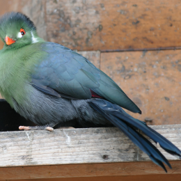 opel_zoo_koenigstein_2011-03-13_10