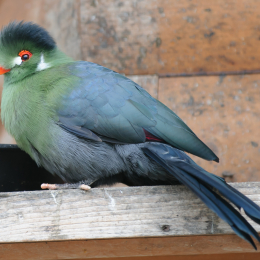 opel_zoo_koenigstein_2011-03-13_09