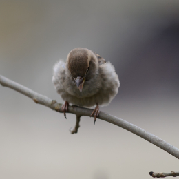 opel_zoo_koenigstein_2011-03-13_15