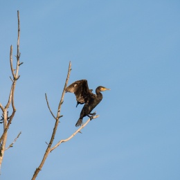 Ostpark_Frankfurt_20140802_018