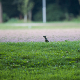 Ostpark_Frankfurt_20140802_010