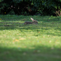 Ostpark_Frankfurt_20140802_005