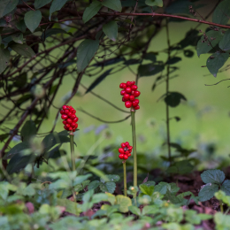 Ostpark Frankfurt August 2014