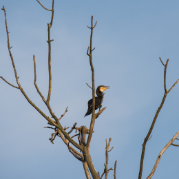 Ostpark_Frankfurt_20140802_016