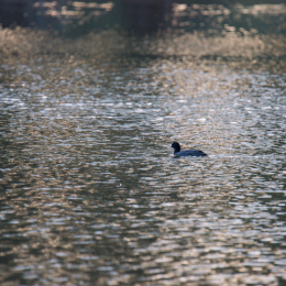 Ostpark_Frankfurt_20140802_011