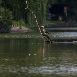 Ostpark_Frankfurt_20140802_006