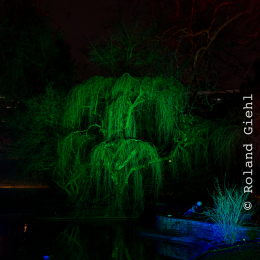 Palmengarten_Winterlichter_015_20250111