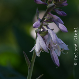 Palmengarten_Frankfurt-20130721-15