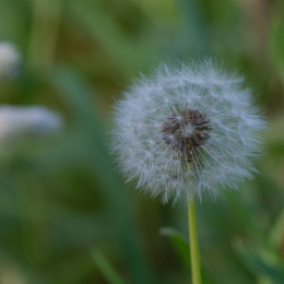 Palmengarten_Frankfurt-20130721-23