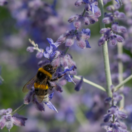 Palmengarten_Frankfurt-20130721-08
