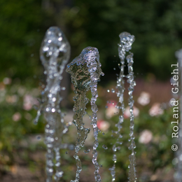 Palmengarten_Frankfurt-20130721-11