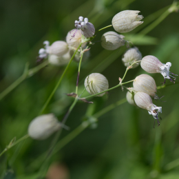 Palmengarten_Frankfurt-20130721-22