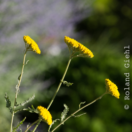 Palmengarten_Frankfurt-20130721-10