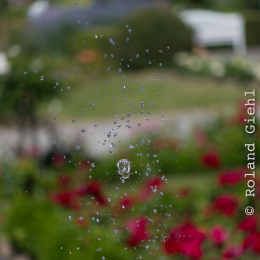 Palmengarten_Frankfurt-20130721-02