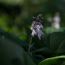 Palmengarten_Frankfurt-20130721-15-2