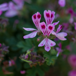 Palmengarten_Frankfurt-20130721-26