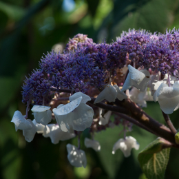 Palmengarten_Frankfurt-20130721-29