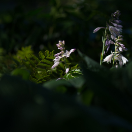 Palmengarten_Frankfurt-20130721-16