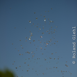 Palmengarten_Frankfurt-20130721-03