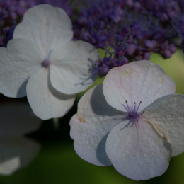 Palmengarten_Frankfurt-20130721-30