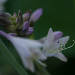 Palmengarten_Frankfurt-20130721-17
