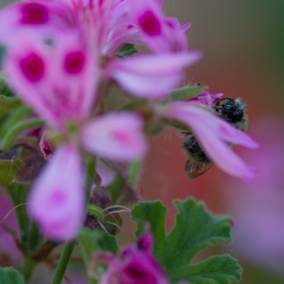 Palmengarten_Frankfurt-20130721-25