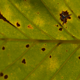 Palmengarten_Frankfurt-20130721-27
