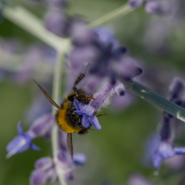 Palmengarten_Frankfurt-20130721-07