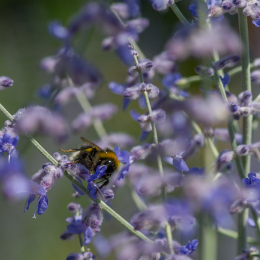 Palmengarten_Frankfurt-20130721-09