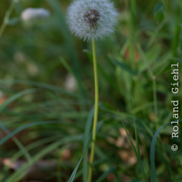 Palmengarten_Frankfurt-20130721-23-2