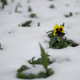 Palmengarten_FFM-20130316-14