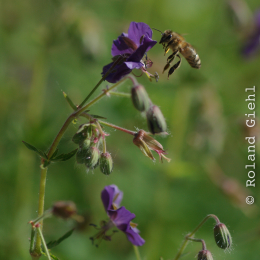 Palmengarten Mai 2012