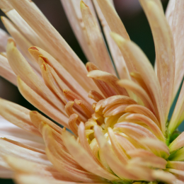 Palmengarten_2013-10-27_20131027-002