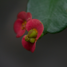 Palmengarten_2013-10-27_20131027-024