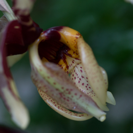 Palmengarten Oktober 2013