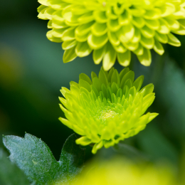 Palmengarten_2013-10-27_20131027-005